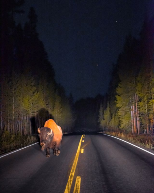 Roam the night